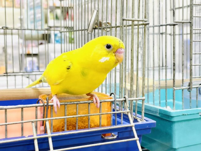 セキセイインコ
