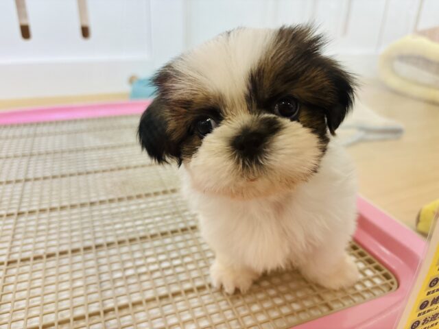 シーズー