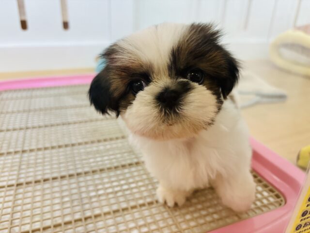 シーズー