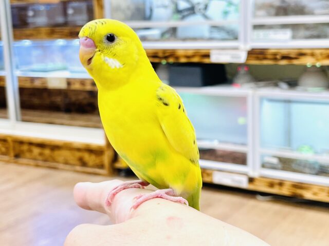 セキセイインコ