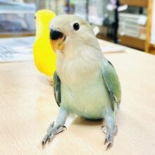 【最新画像】大人っぽくなったかな？💚💙コザクラインコ（ブルーチェリー）ヒナ