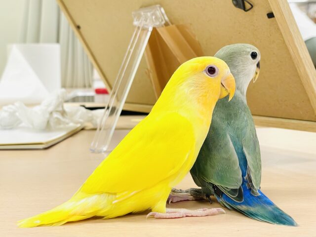 最新画像】ひまわりのような眩しさ🌻💛🧡コザクラインコ