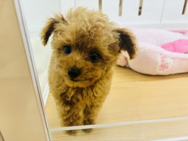 トイプードル