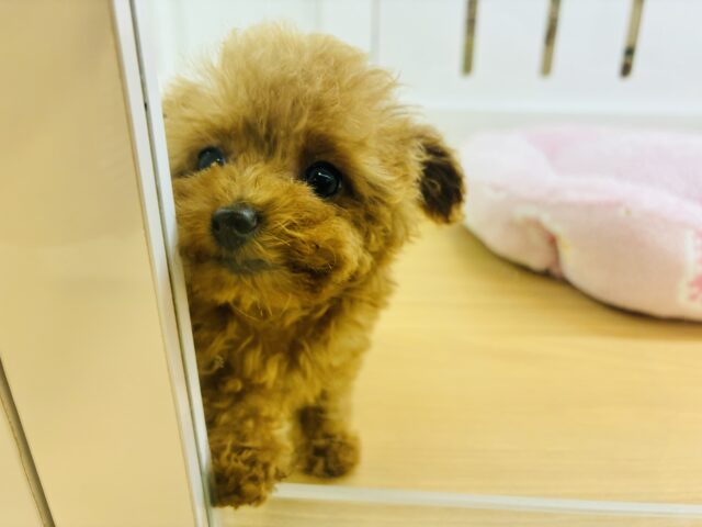 トイプードル