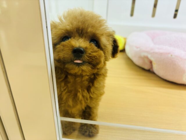 トイプードル