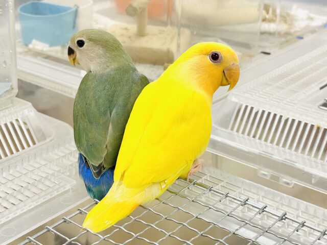 最新画像】ひまわりのような眩しさ🌻💛🧡コザクラインコ