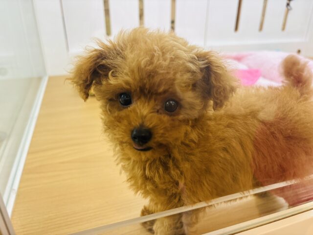 トイプードル