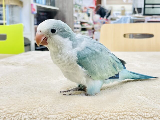 オキナインコ