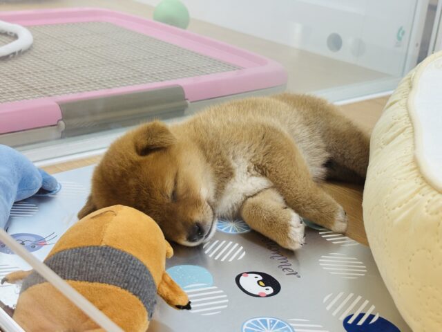 柴犬