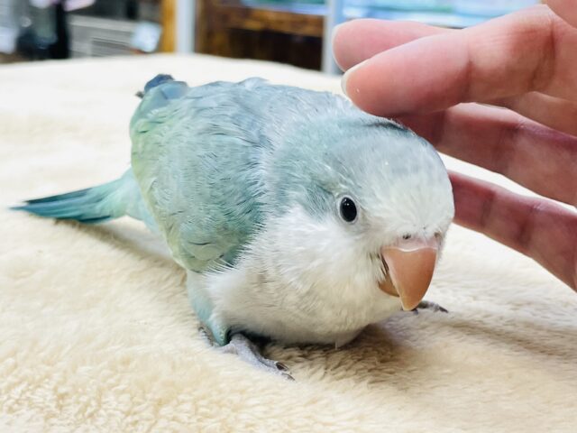 オキナインコ