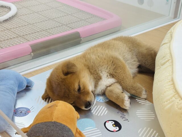 柴犬