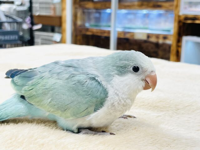 オキナインコ