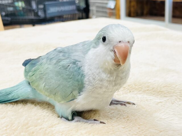 オキナインコ