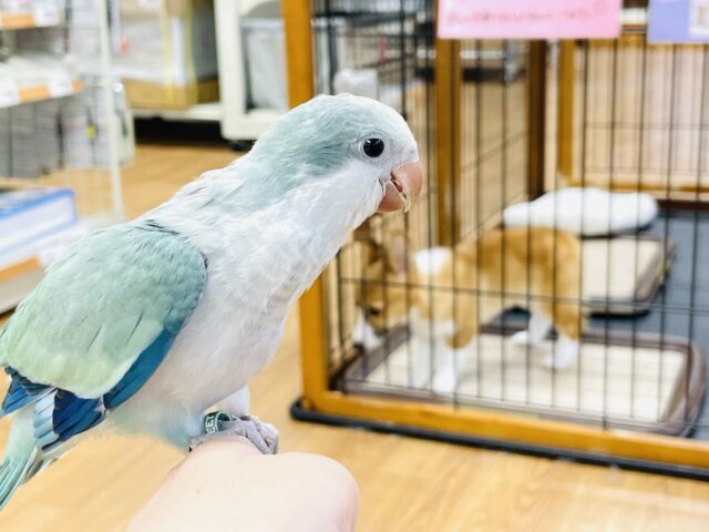 オキナインコ