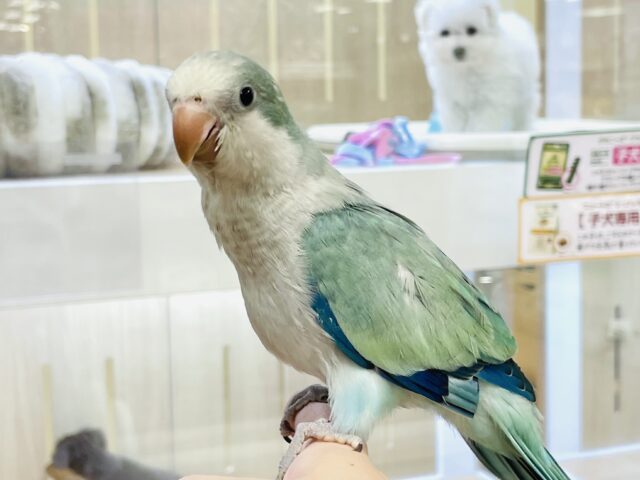 オキナインコ