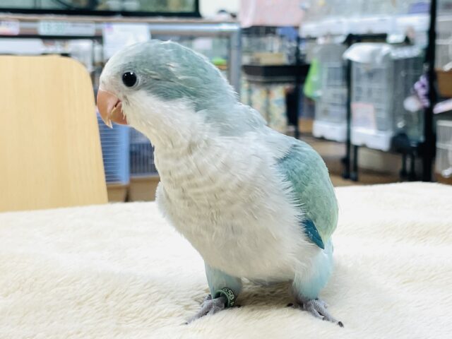 オキナインコ