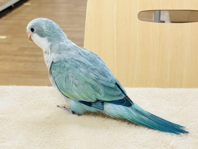 オキナインコ