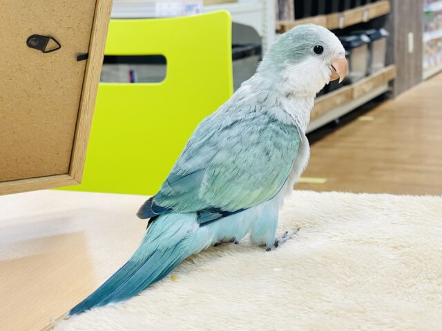 オキナインコ