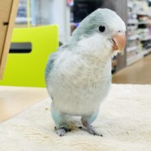 【最新画像】どこから見ても可愛すぎます🩵オキナインコ（アクアブルーオパーリン）ヒナ
