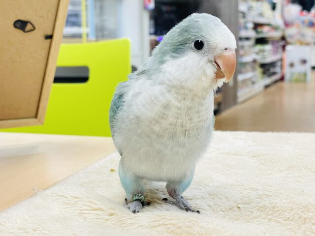 【最新画像】どこから見ても可愛すぎます🩵オキナインコ（アクアブルーオパーリン）ヒナ