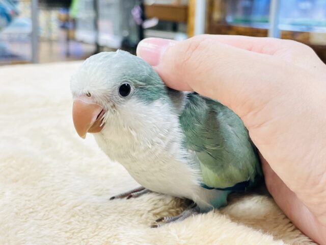 オキナインコ