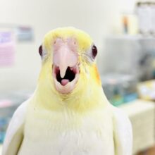 【最新画像】みんな大好き！黄色いオカメちゃん💛オカメインコ（ルチノー）ヒナ