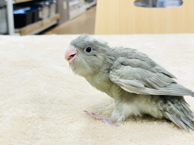 サザナミインコ