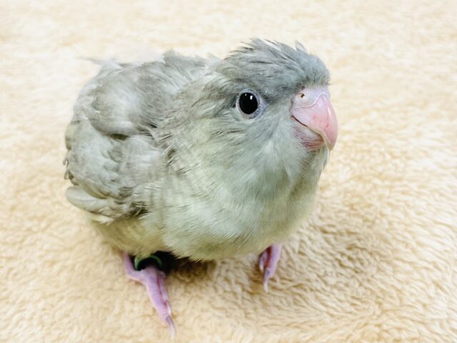 サザナミインコ