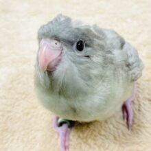 【最新画像】ぴーぽぽ！元気いっぱい！元気すぎるサザナミインコちゃん（モーブスパングル）ヒナ