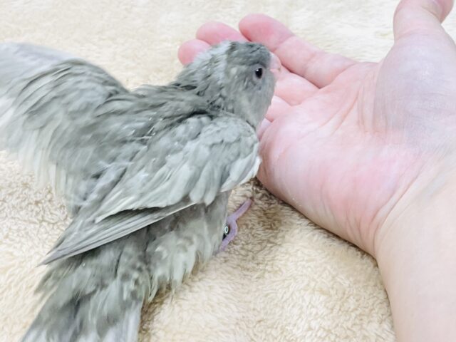 サザナミインコ