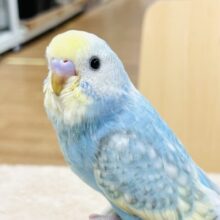 【最新画像】ふわふわ🩵ゆめかわ💛クリームソーダみたい💕セキセイインコ（パステルレインボースパングル）ヒナ