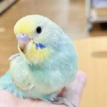 【最新画像】いっぱい食べて大きくなるよ😊セキセイインコ（パステルレインボー）ヒナ