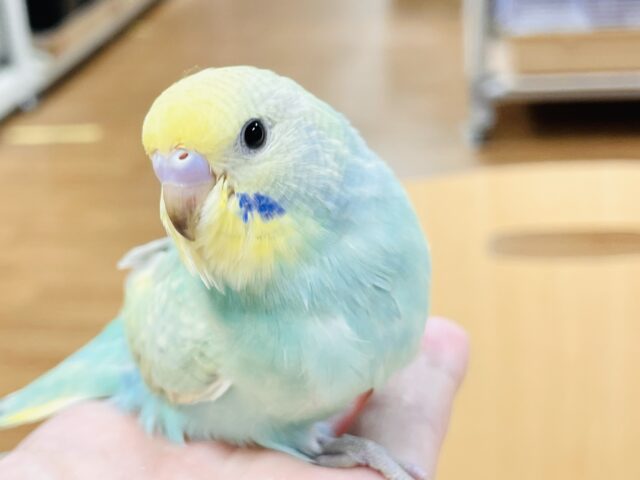 【最新画像】いっぱい食べて大きくなるよ😊セキセイインコ（パステルレインボー）ヒナ