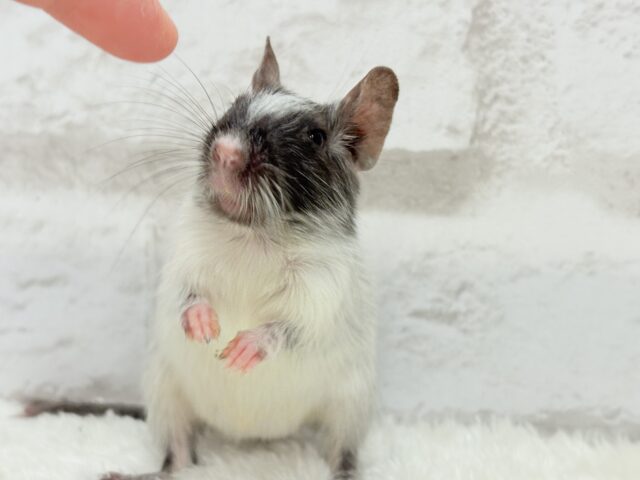 デグー