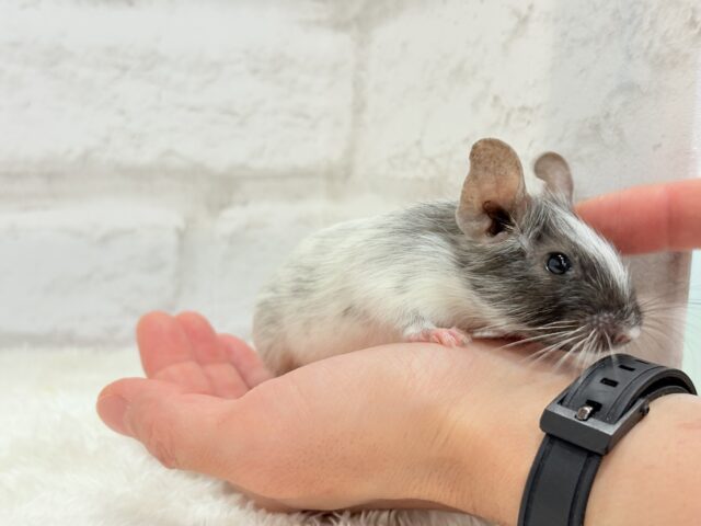 デグー