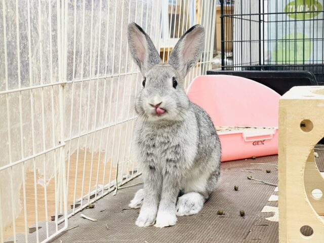 ミニウサギ