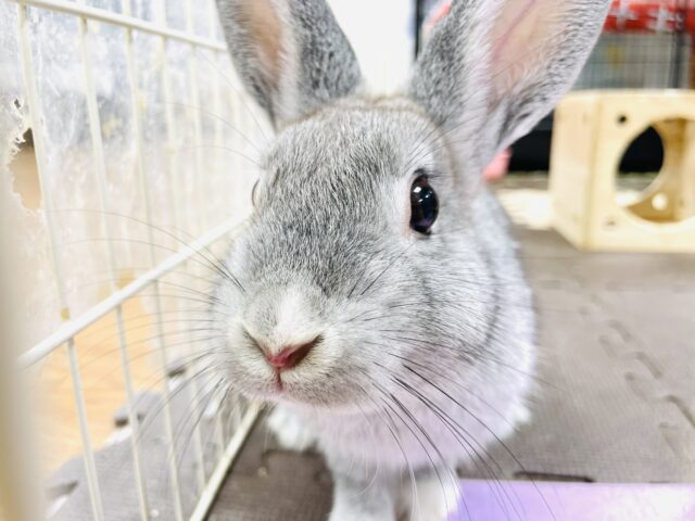 ミニウサギ
