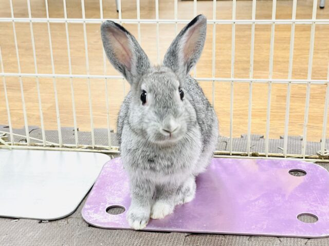ミニウサギ