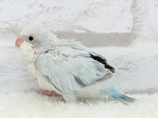 オキナインコ