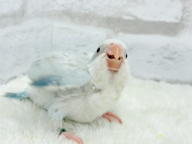 オキナインコ