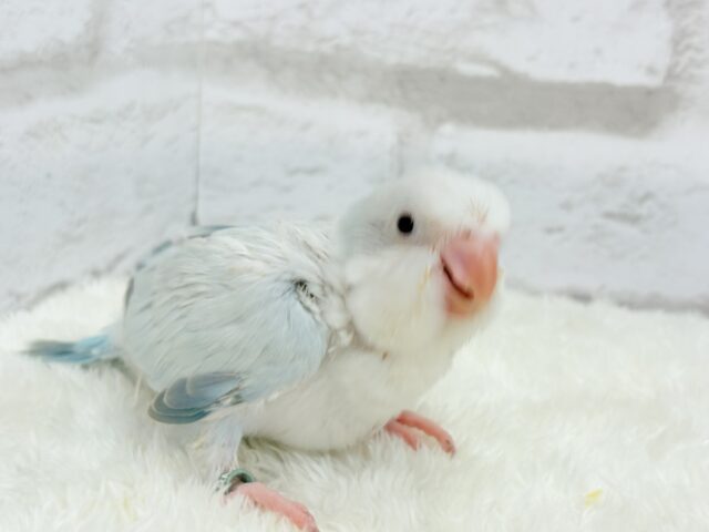 オキナインコ