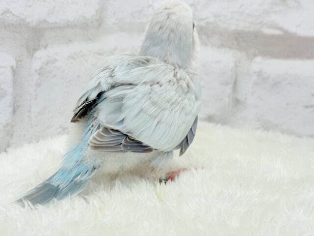 オキナインコ