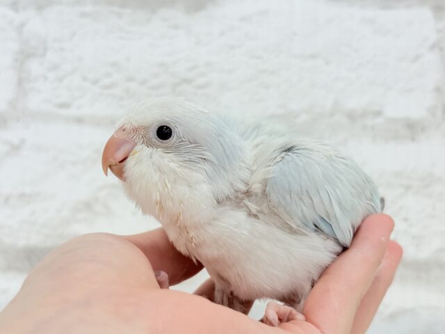 オキナインコ