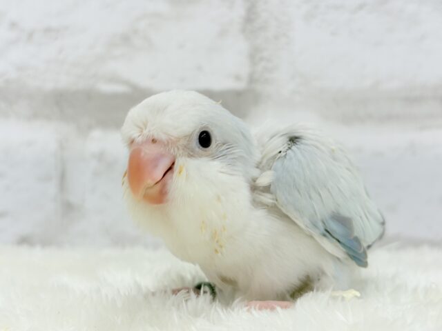 オキナインコ