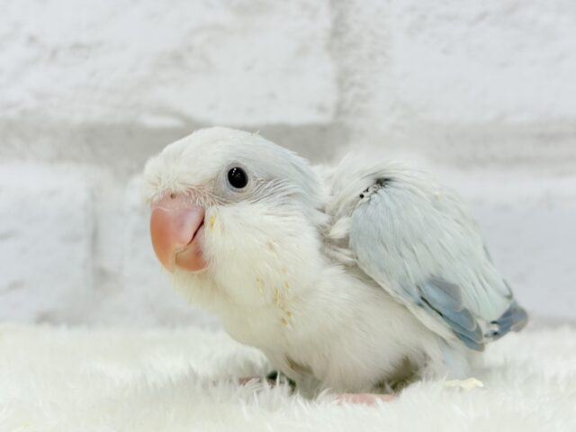 オキナインコ