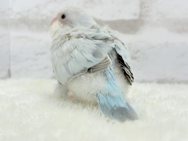 オキナインコ