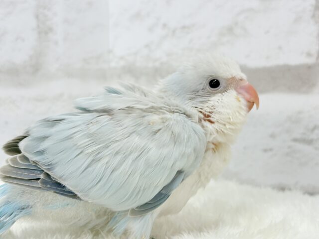 オキナインコ