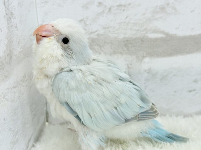 オキナインコ