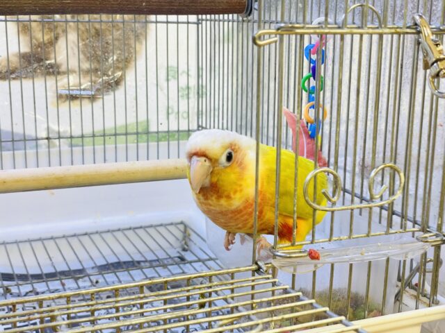 ホオミドリウロコインコ