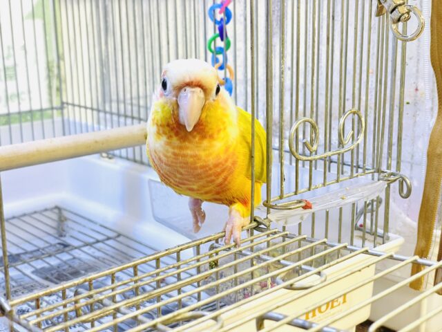 ホオミドリウロコインコ